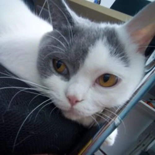 britishcatiii