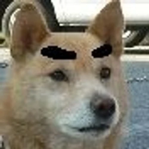 mayugeinu