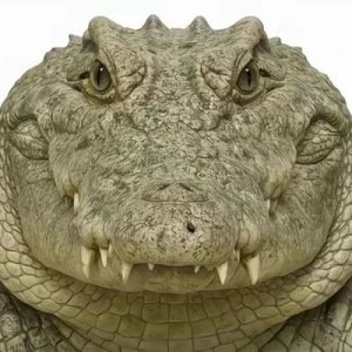 南方魂